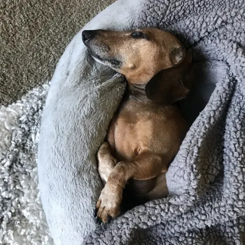 Dog napping wrapped in blanket